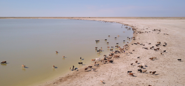 Cattle drinking water