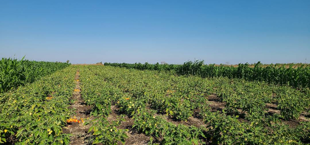 Tomatoes being grown on one part of the field