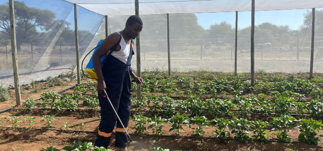 Project Manager for the Metsimotlhabe Community Trust in Botswana, Mr. Nareetsile Orapaleng spraying liquid organic fertilizers on the green peppers.