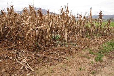 Drought affecting crops in Central Europe
